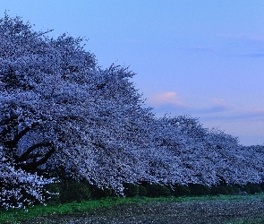 Kwitnące, Wiosna, Drzewa