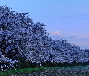 Drzewa, Wiosna, Kwitnące