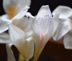 Białe, Krokusy, Jesienne