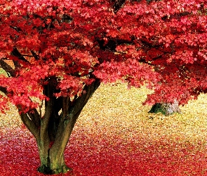 Drzewo, Liście, Różowe, Jesień