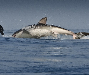 Rekin, Skok, Ocean