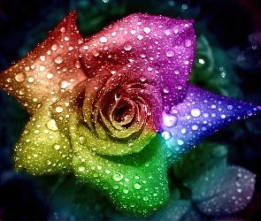 Kolorowa, Deszczu, Krople, Róża