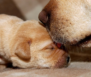 Psy, Golden Retriever, Szczeniak, Matka, Dwa