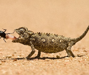 Owad, Śniadanie, Kameleon