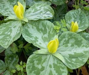Trillium, Kwiat, Żółty