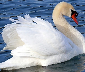 Piórka, Woda, Łabędź