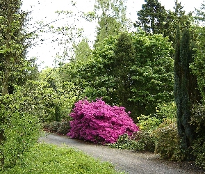 Park, Różanecznik, Alejka