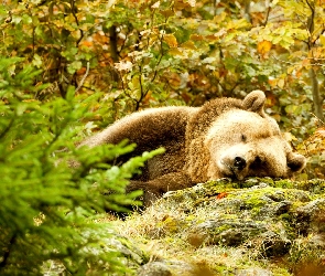 Śpiący, Las, Niedźwiedź