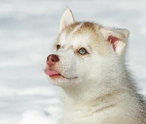 Husky, Śnieg, Języczek, Szczeniak