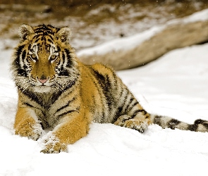 Tygrys, Śnieg, Leżący