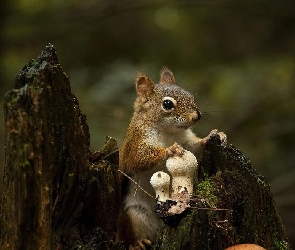 Chipmunk, Grzybki