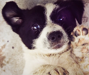 Szczeniak, Border Collie
