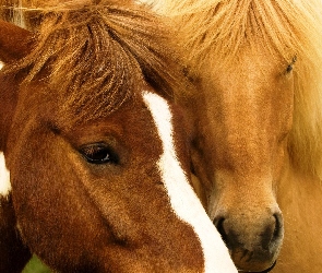 Konie, Przyjaźń, Dwa