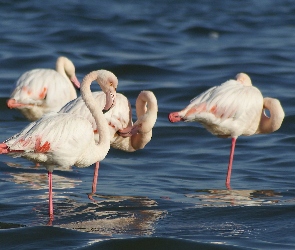 Stado, Woda, Flamingi Różowe