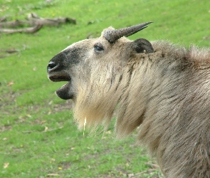 kozioł górski, Rogi