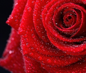 Róża, Rosy, Kropelki, Czerwona