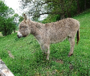 Osiołek, Trawa, Mały