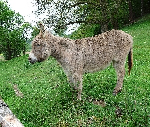 Mały, Trawa, Osiołek