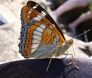 Pokłonnik Osinowiec, Motyl
