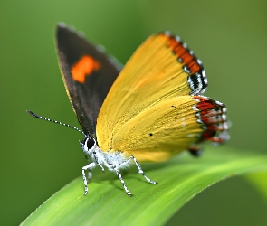 Motyl, Żółty, Zielony, Liść