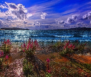 Jezioro, Chmury, Kwiaty
