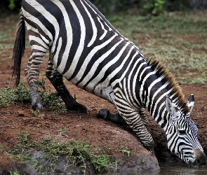 Zebra, Wodopój