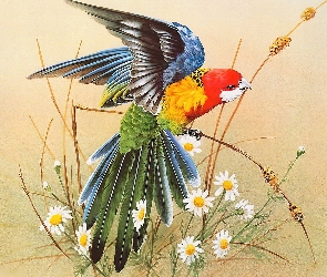 Kwiatki, Papuga