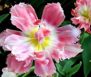 Pierzasty, Tulipan