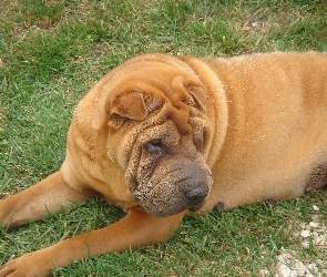 Shar Pei, Łąka