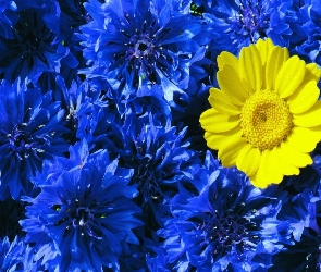 Żółty, Niebieskich, Na, Tle, Kwiat