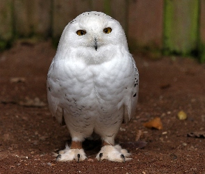 Sowa, Śnieżna