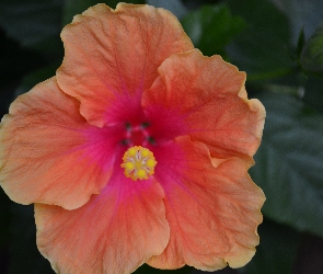 Hibiskus