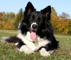 Piesek, Border Collie, Wesoły