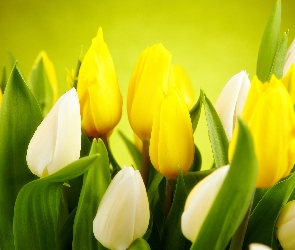 Żółte, Tulipany, Białe