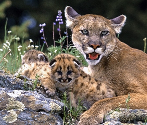 Małe, Puma