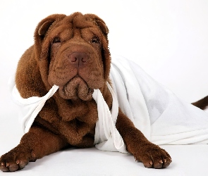 Podkoszulka, Biała, Brązowy, Shar Pei