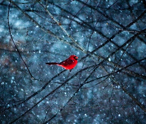 Czerwony, Śnieg, Gałęzie, Ptaszek