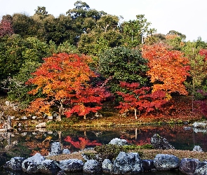 Japonia, Drzewa, Rzeka, Kolorowe, Kyoto