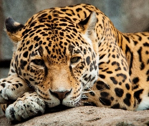 Dziki, Kot, Jaguar