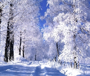 Droga, Zima, Drzewa, Ośnieżone