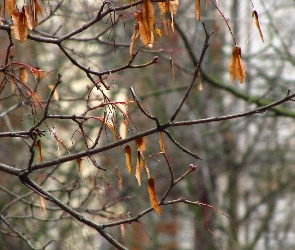 Gałązki, Liście