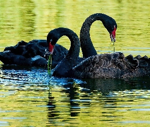 Dwa, Jezioro, Łabędzie, Czarne