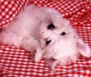 Szczeniak, Pościel, Biały