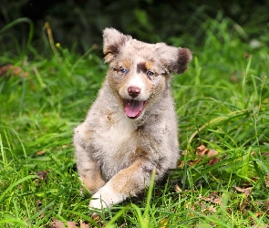 Owczarek australijski, Australian shepherd, Szczeniak