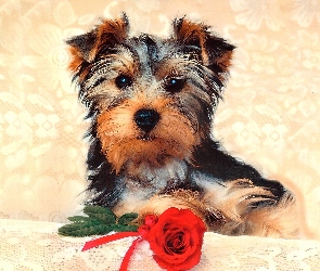 Pies, Róża, Yorkshire Terrier