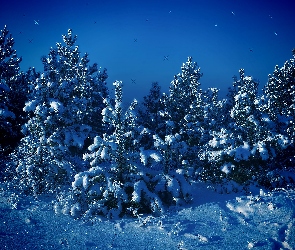 Świerkowy, Las, Zima, Śnieg, Mróz, Drzewa