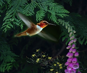 Koliber, Drzewko, Kwiatek, Lot