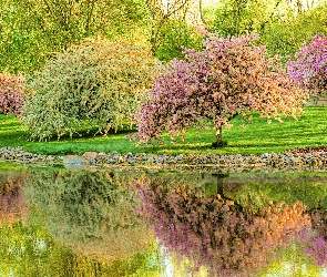 Park, Rzeka, Kwitnące, Drzewka