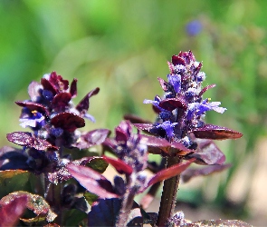 Fioletowa, Roślinka