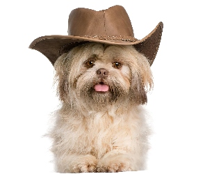 Kapelusz, Shih Tzu, Piesek